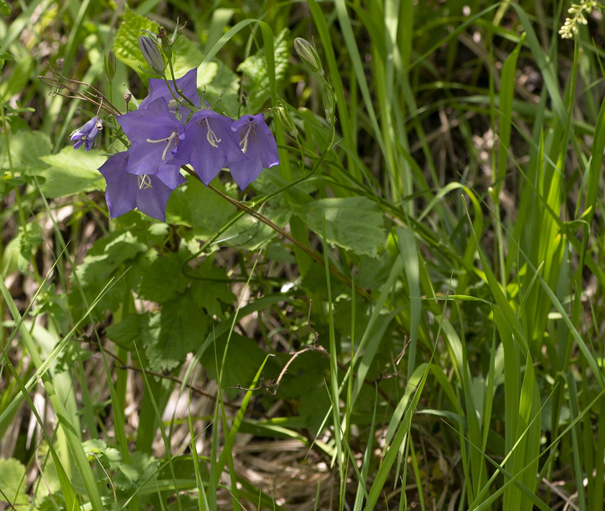 Habitus